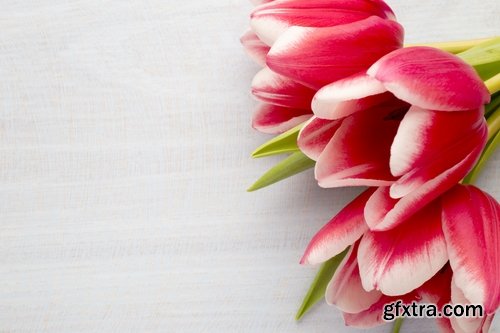 Collection of beautiful tulips 25 HQ Jpeg