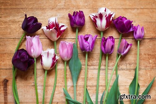 Collection of beautiful tulips 25 HQ Jpeg