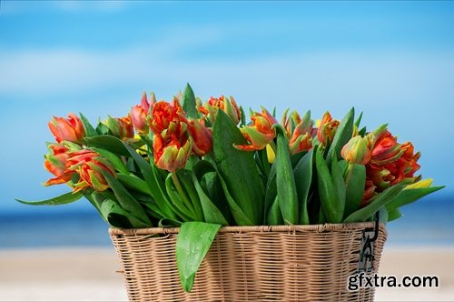 Collection of beautiful tulips 25 HQ Jpeg