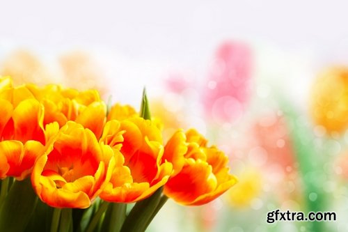 Collection of beautiful tulips 25 HQ Jpeg