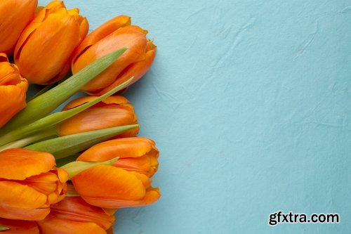 Collection of beautiful tulips 25 HQ Jpeg