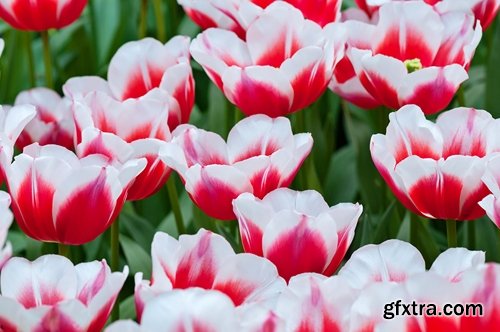 Collection of beautiful tulips 25 HQ Jpeg