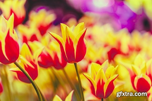 Collection of beautiful tulips 25 HQ Jpeg