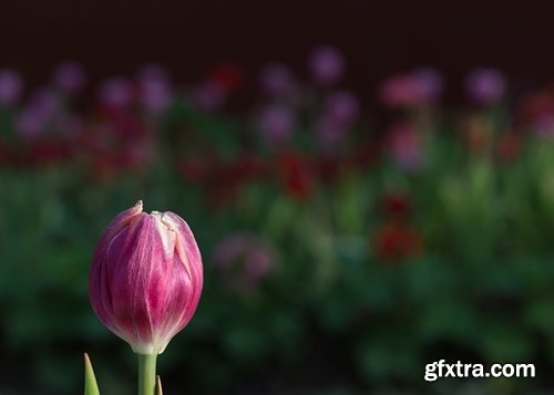 Collection of beautiful tulips 25 HQ Jpeg