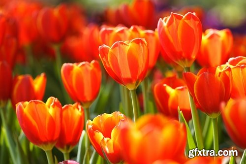 Collection of beautiful tulips 25 HQ Jpeg