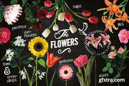 100 Isolated Flower Chalk Kit