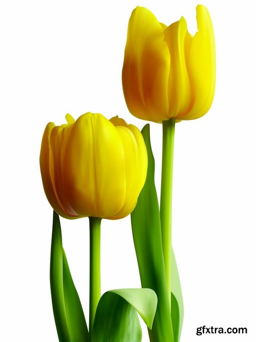 Collection vector image tulip 25 Eps