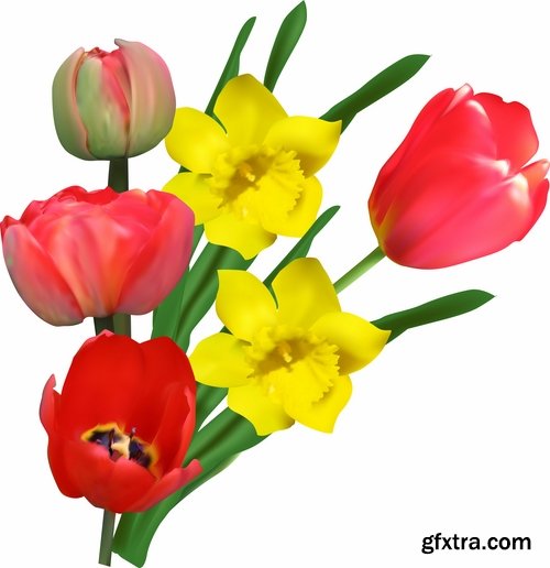 Collection vector image tulip 25 Eps