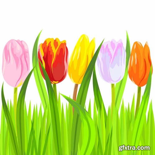 Collection vector image tulip 25 Eps