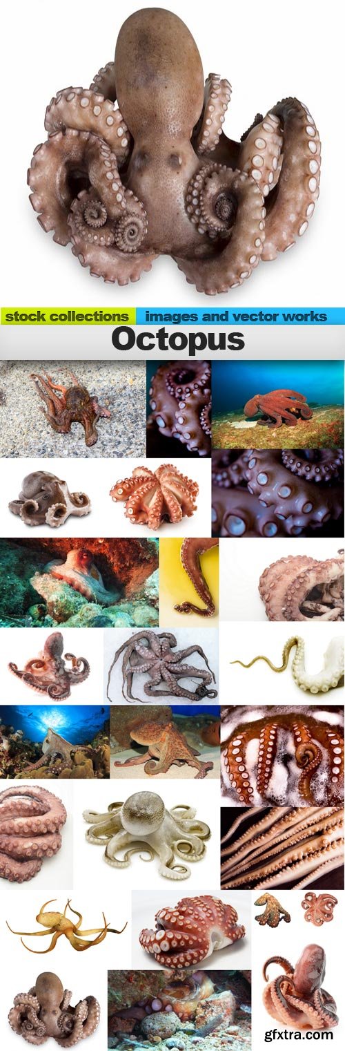 Octopus, 25 x UHQ JPEG