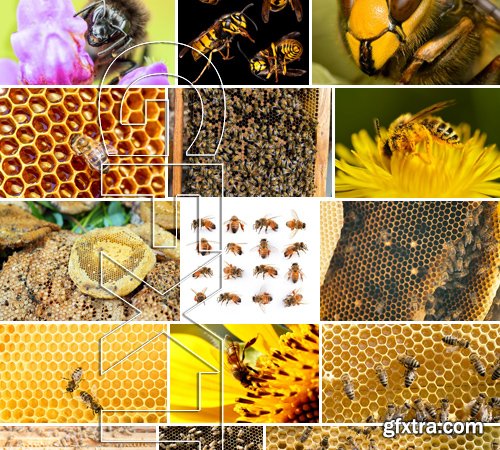 Stock Photos - Bees, 25xJPG