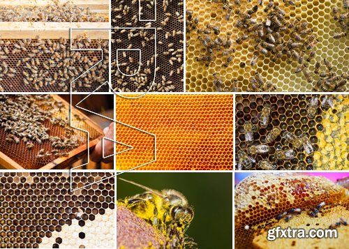 Stock Photos - Bees, 25xJPG