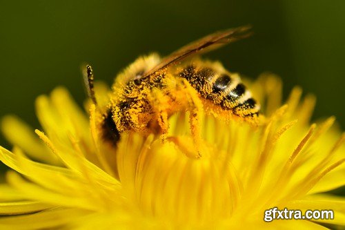 Stock Photos - Bees, 25xJPG