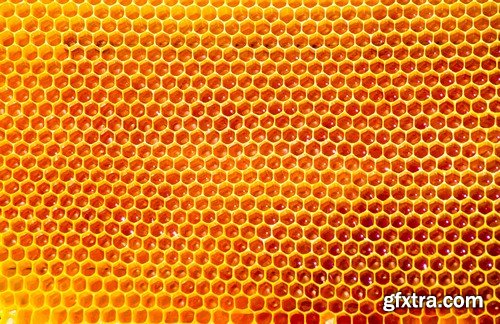 Stock Photos - Bees, 25xJPG