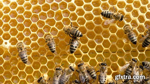 Stock Photos - Bees, 25xJPG