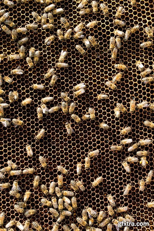 Stock Photos - Bees, 25xJPG