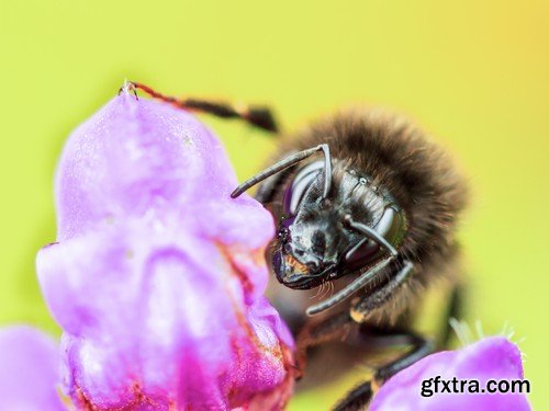 Stock Photos - Bees, 25xJPG