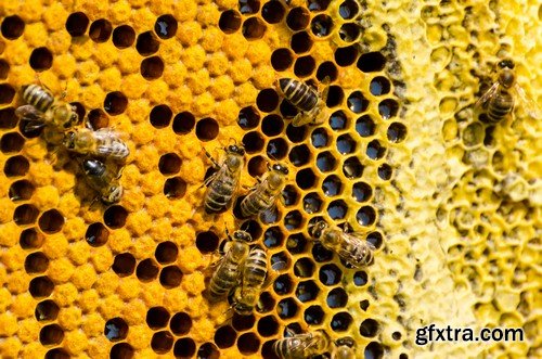 Stock Photos - Bees, 25xJPG