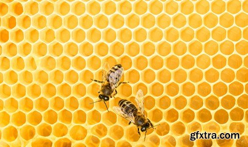 Stock Photos - Bees, 25xJPG