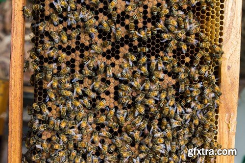 Stock Photos - Bees, 25xJPG