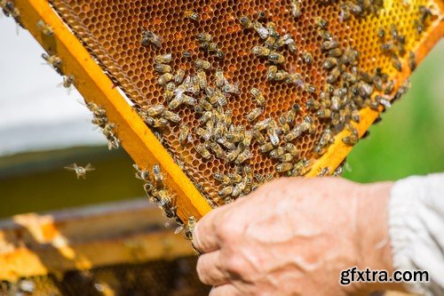 Stock Photos - Bees, 25xJPG