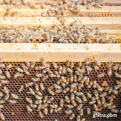 Stock Photos - Bees, 25xJPG