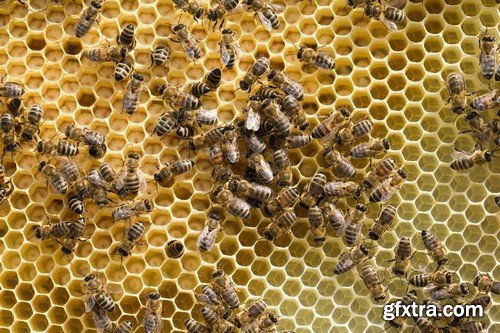 Stock Photos - Bees, 25xJPG