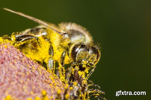 Stock Photos - Bees, 25xJPG