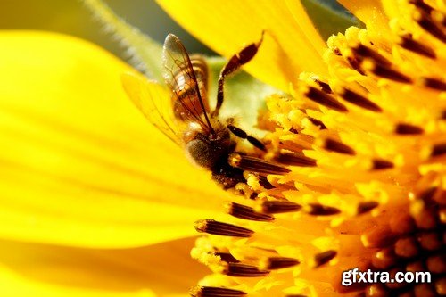 Stock Photos - Bees, 25xJPG