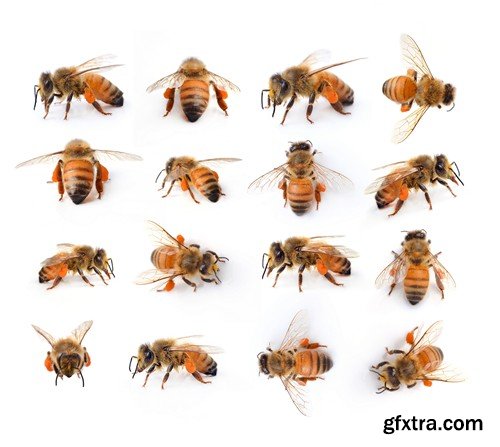 Stock Photos - Bees, 25xJPG