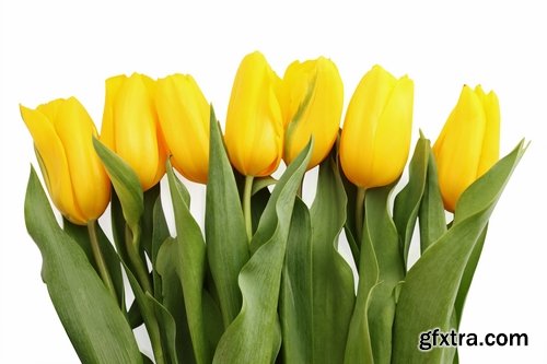 Collection of beautiful flowers #4-25 UHQ Jpeg