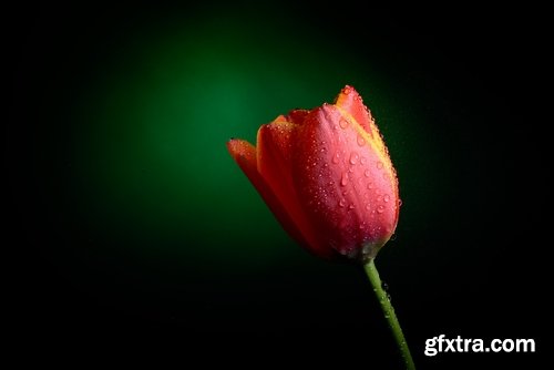 Collection of beautiful flowers #4-25 UHQ Jpeg