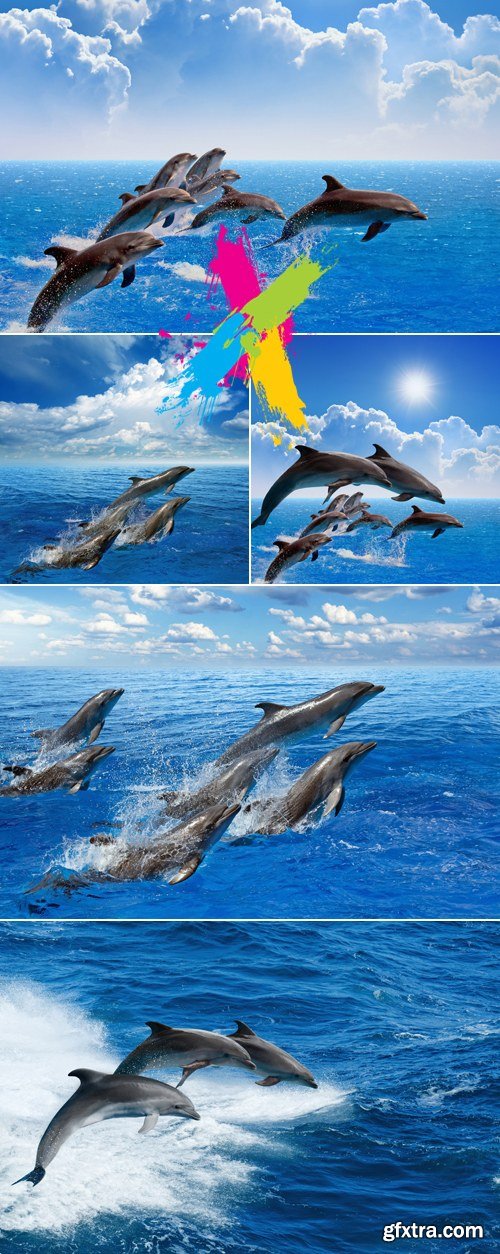 Stock Photo - Dolphins