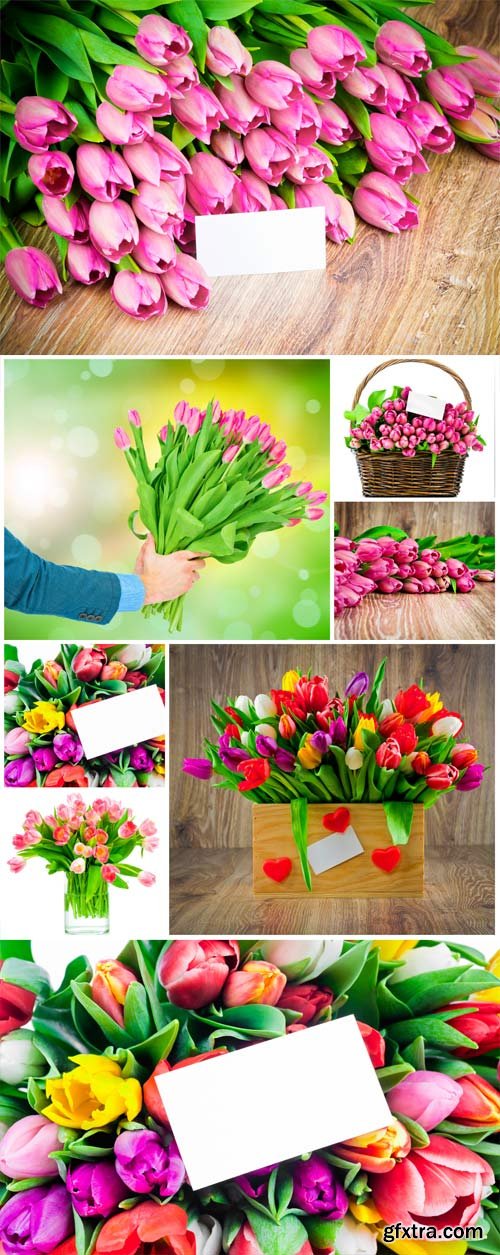 Tulips, beautiful spring flowers