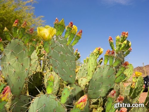 Collection of blooming cactus flowers cactus in the desert 25 HQ Jpeg