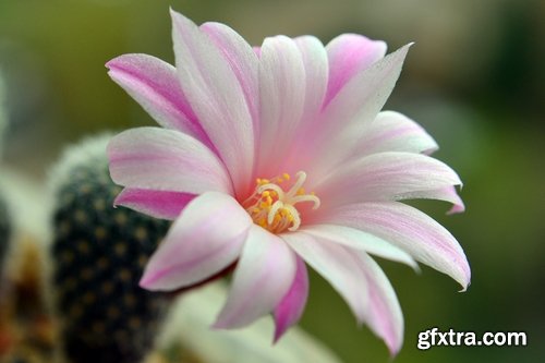 Collection of blooming cactus flowers cactus in the desert 25 HQ Jpeg