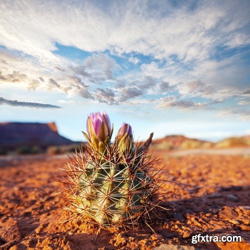 Collection of blooming cactus flowers cactus in the desert 25 HQ Jpeg