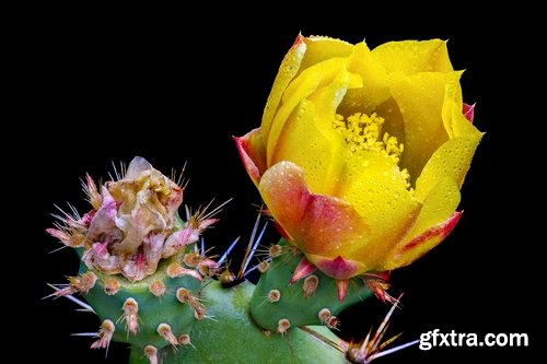 Collection of blooming cactus flowers cactus in the desert 25 HQ Jpeg