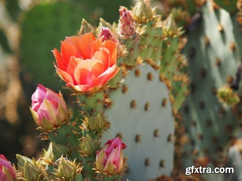 Collection of blooming cactus flowers cactus in the desert 25 HQ Jpeg