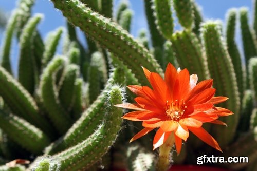 Collection of blooming cactus flowers cactus in the desert 25 HQ Jpeg