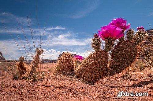 Collection of blooming cactus flowers cactus in the desert 25 HQ Jpeg