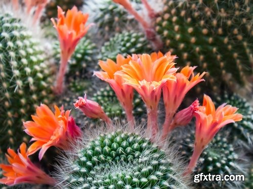 Collection of blooming cactus flowers cactus in the desert 25 HQ Jpeg