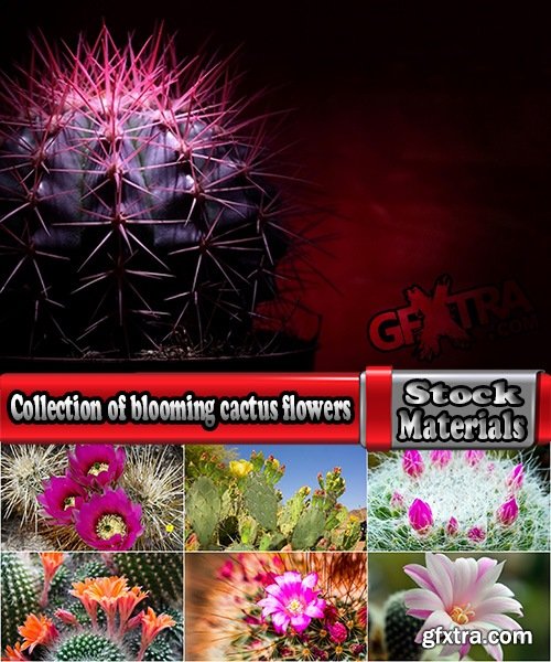 Collection of blooming cactus flowers cactus in the desert 25 HQ Jpeg