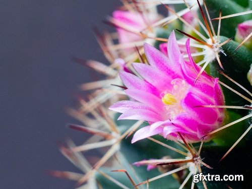 Collection of blooming cactus flowers cactus in the desert 25 HQ Jpeg