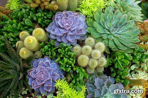 Collection of blooming cactus flowers cactus in the desert 25 HQ Jpeg