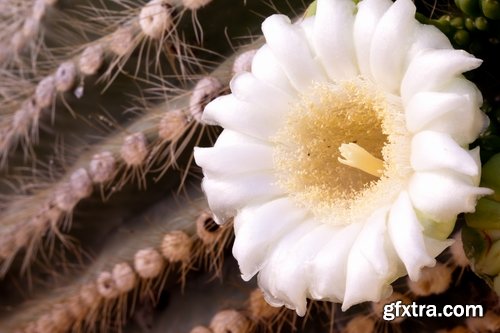 Collection of blooming cactus flowers cactus in the desert 25 HQ Jpeg