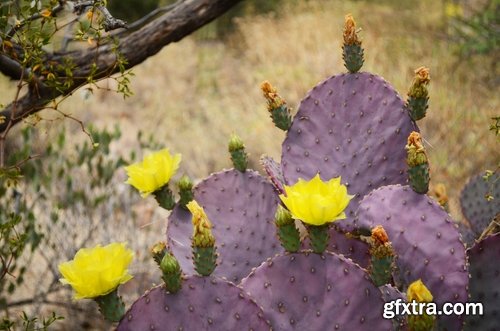 Collection of blooming cactus flowers cactus in the desert 25 HQ Jpeg