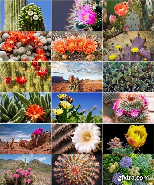 Collection of blooming cactus flowers cactus in the desert 25 HQ Jpeg