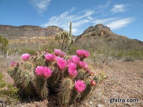 Collection of blooming cactus flowers cactus in the desert 25 HQ Jpeg