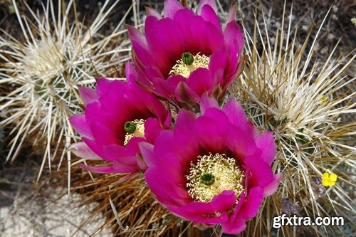 Collection of blooming cactus flowers cactus in the desert 25 HQ Jpeg